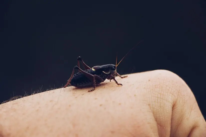 cricket and carpet beetle