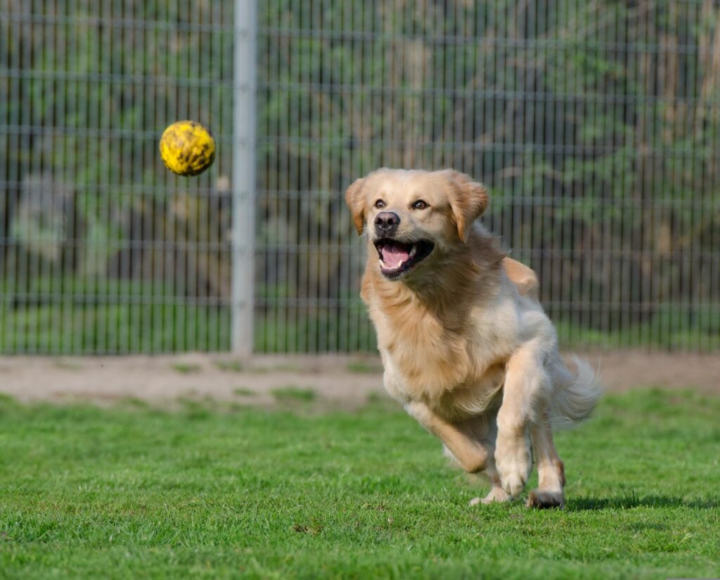 dog day care